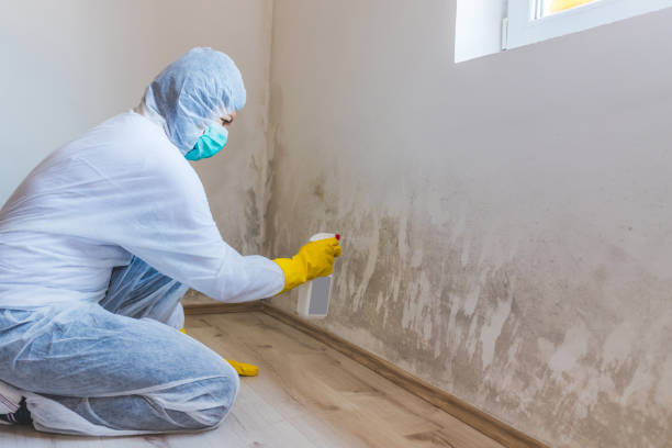 Licensed Basement Mold Removal service in Farmville, VA - WQB Mold Removal