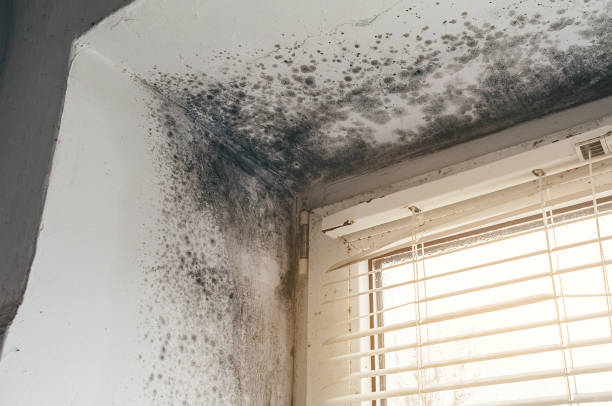 Affordable Basement Mold Removal solutions in Farmville, VA