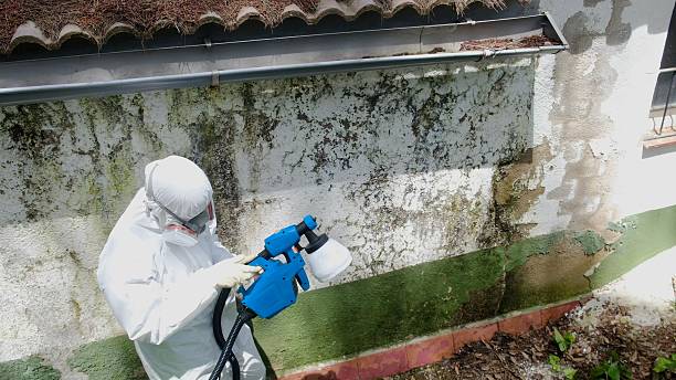 Top rated local Basement Mold Removal specialists in Farmville, VA